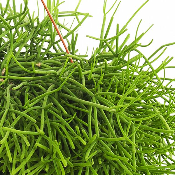 Rhipsalis
