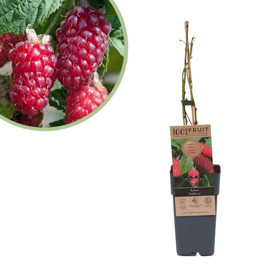 Rubus tayberry plant