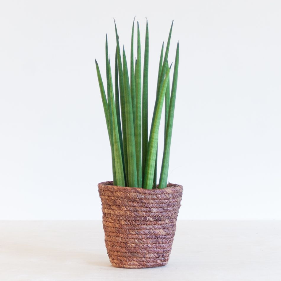 Sansevieria Cylindrica Straight - P12