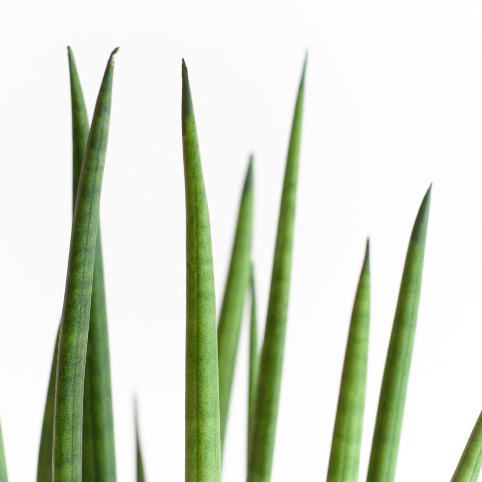 Sansevieria Cylindrica Straight - P12
