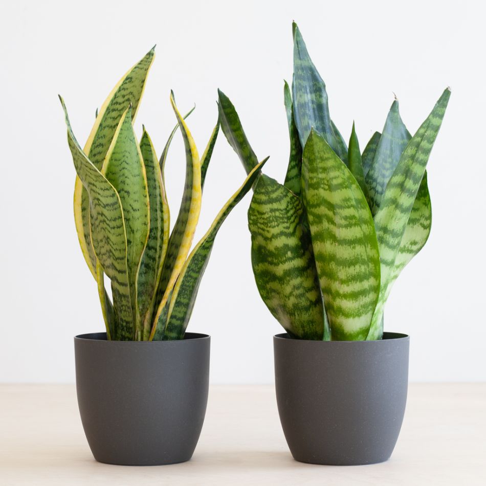 twee sansevieria plantjes