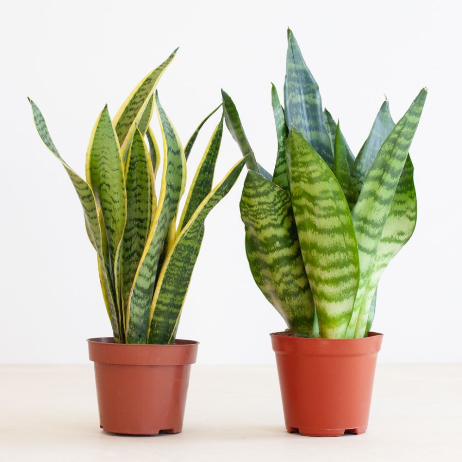 Sansevieria duo