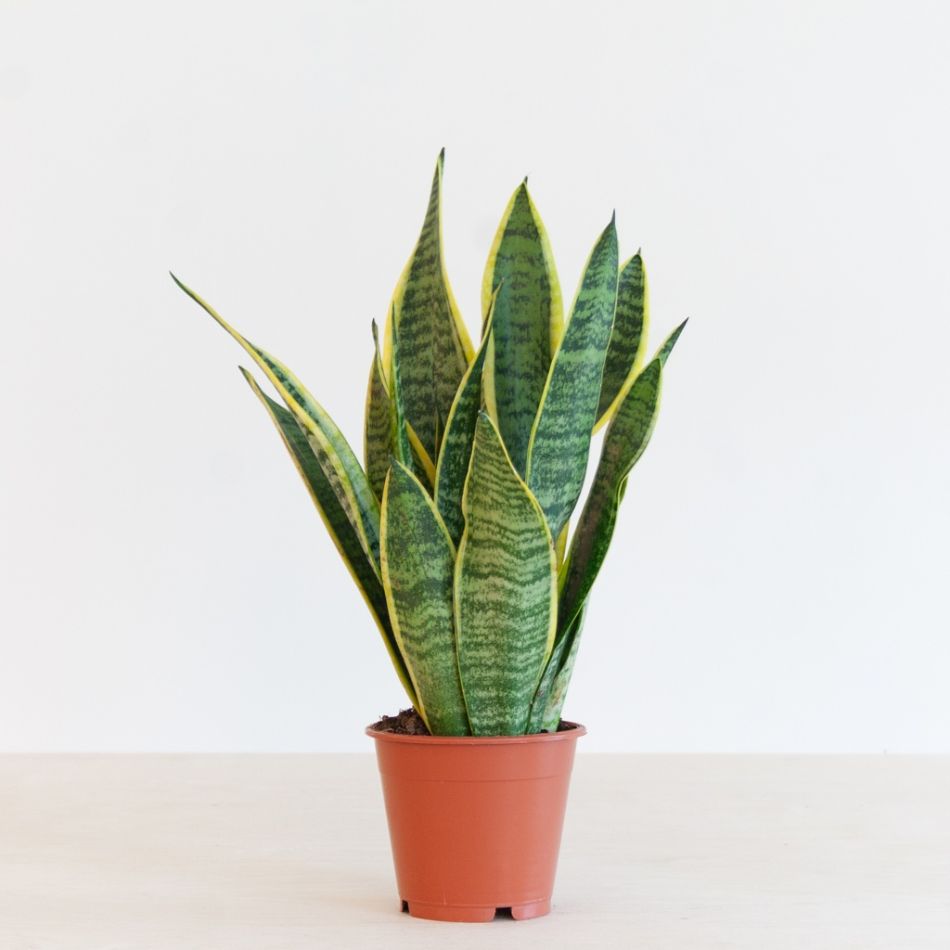 Sansevieria-Laurentii-p12-1