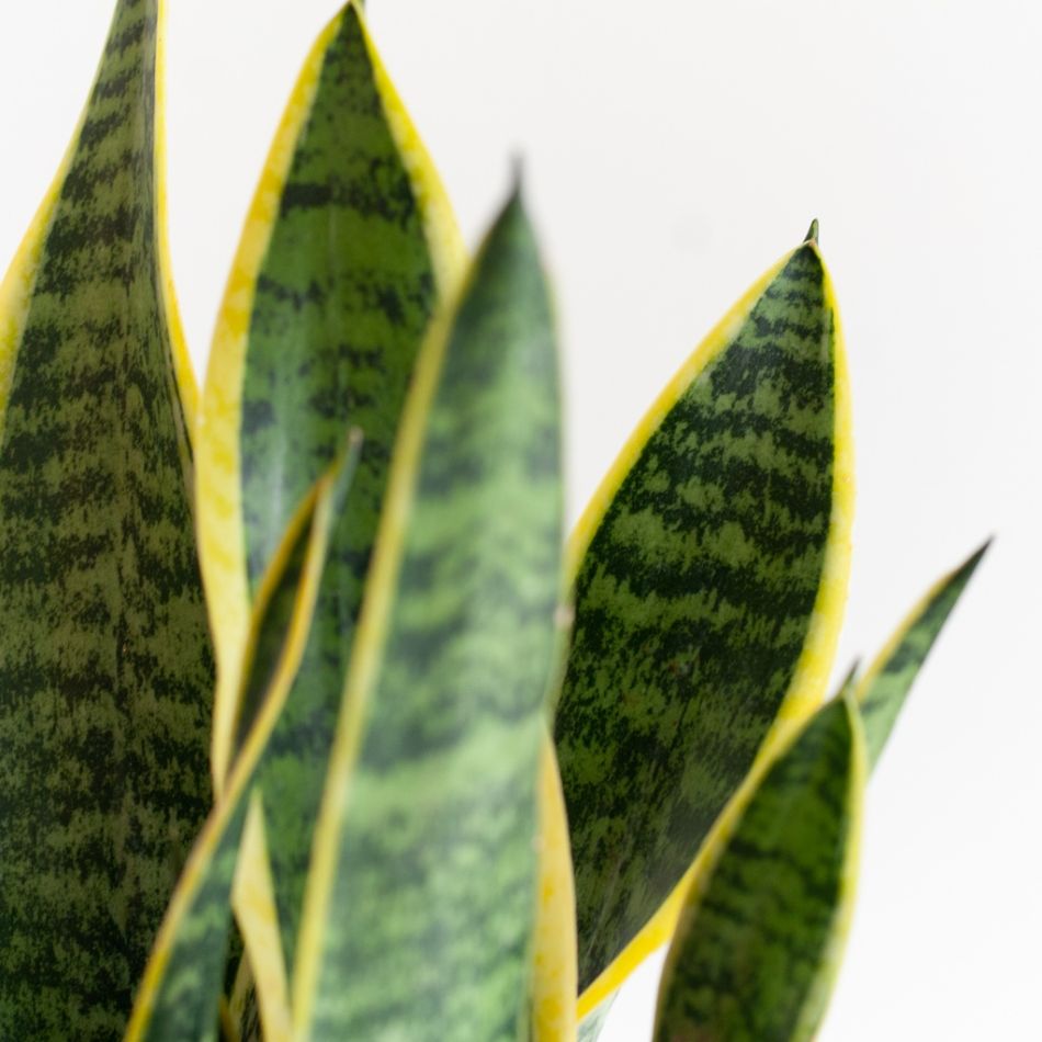 Sansevieria-Laurentii-p12-5