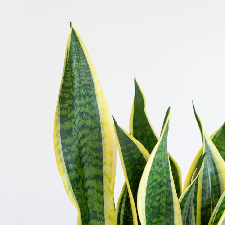 Sansevieria Duo - P12