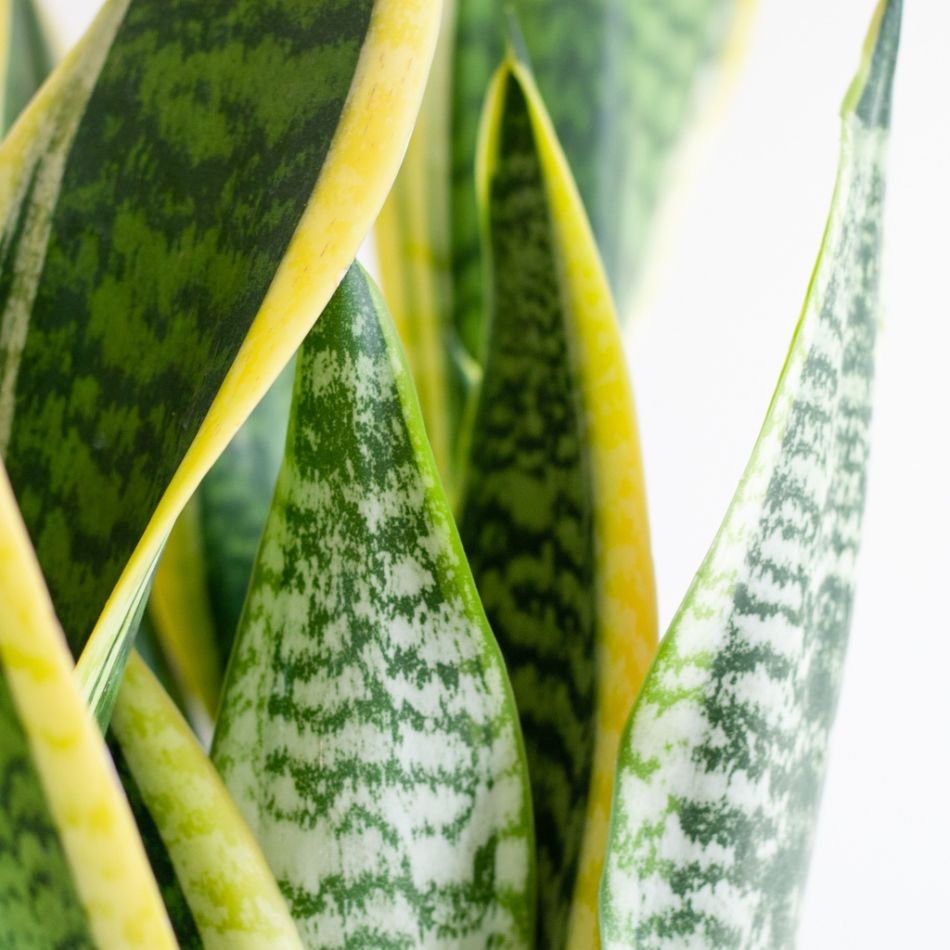 Sansevieria-Laurentii-p21-5
