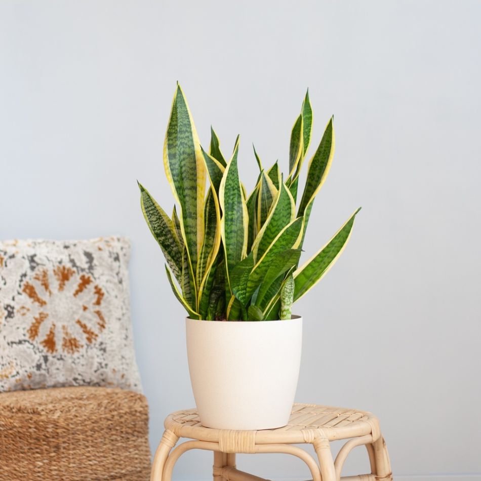 Sansevieria-Laurentii-p21-Lifestyle
