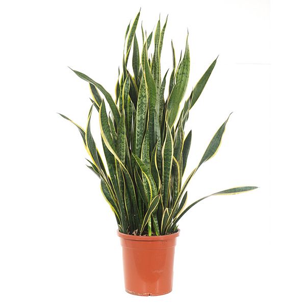 Sansevieria Laurentii XXL