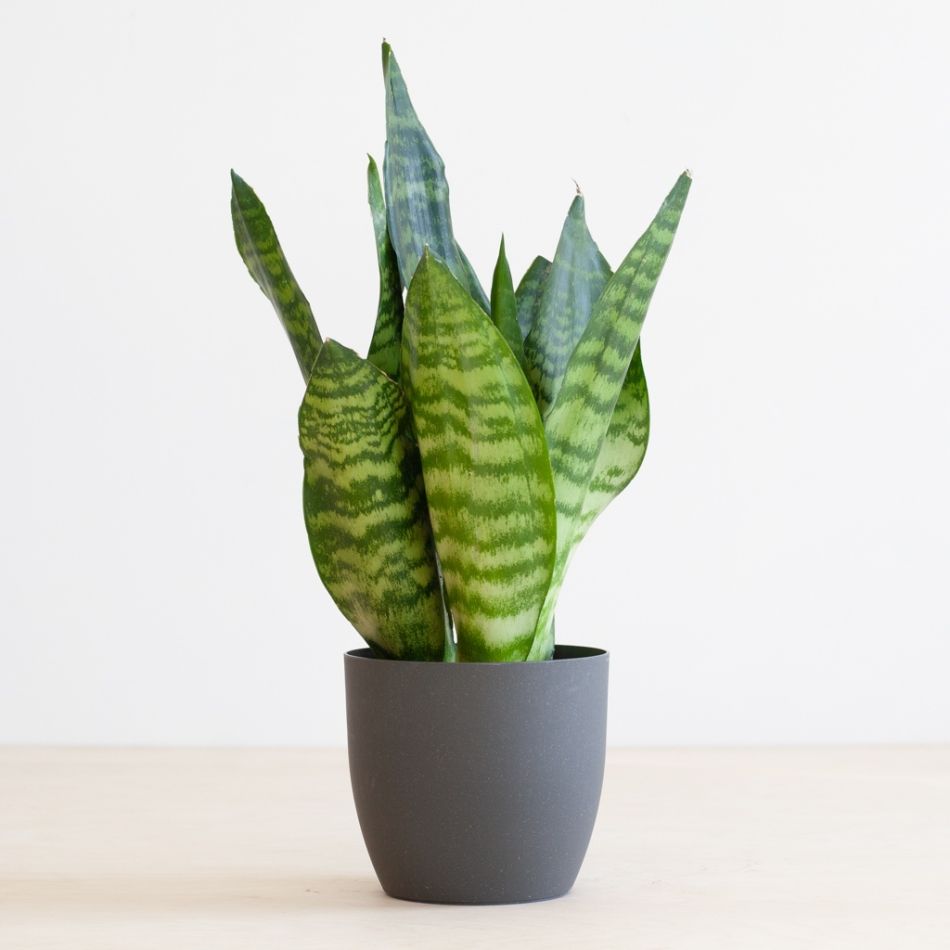 Sansevieria-Zeylanica-P12-1-1024-1