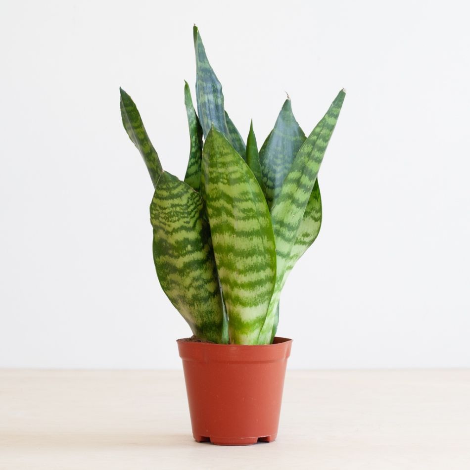 Sansevieria-Zeylanica-P12-2-1024-1
