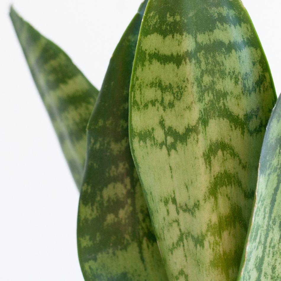 Sansevieria Zeylanica