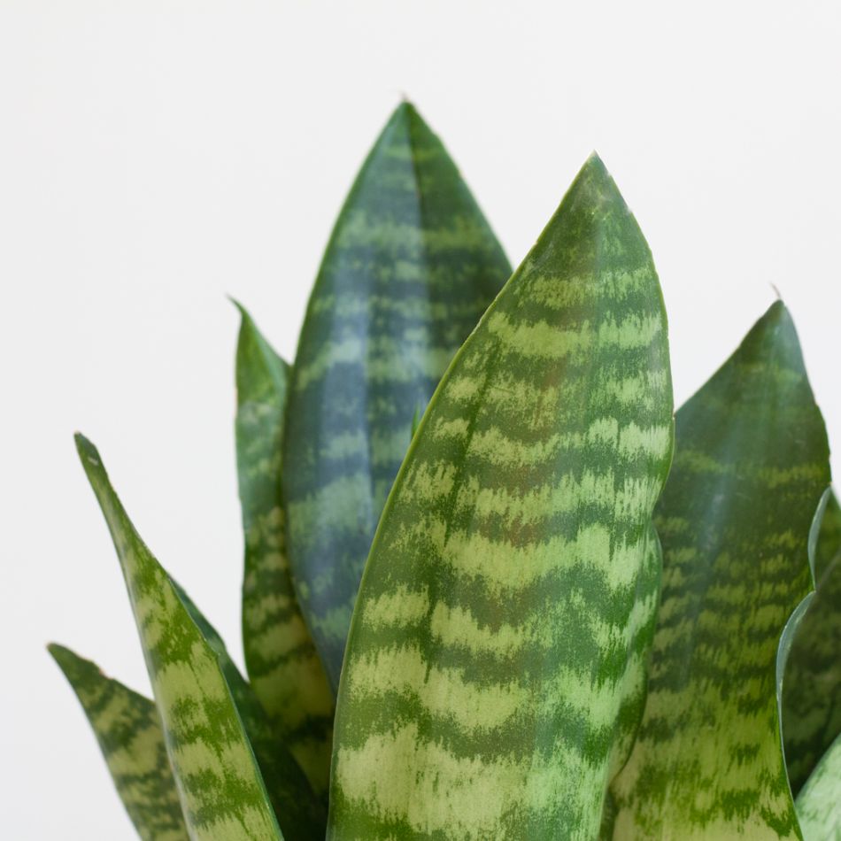 Sansevieria Duo - P12