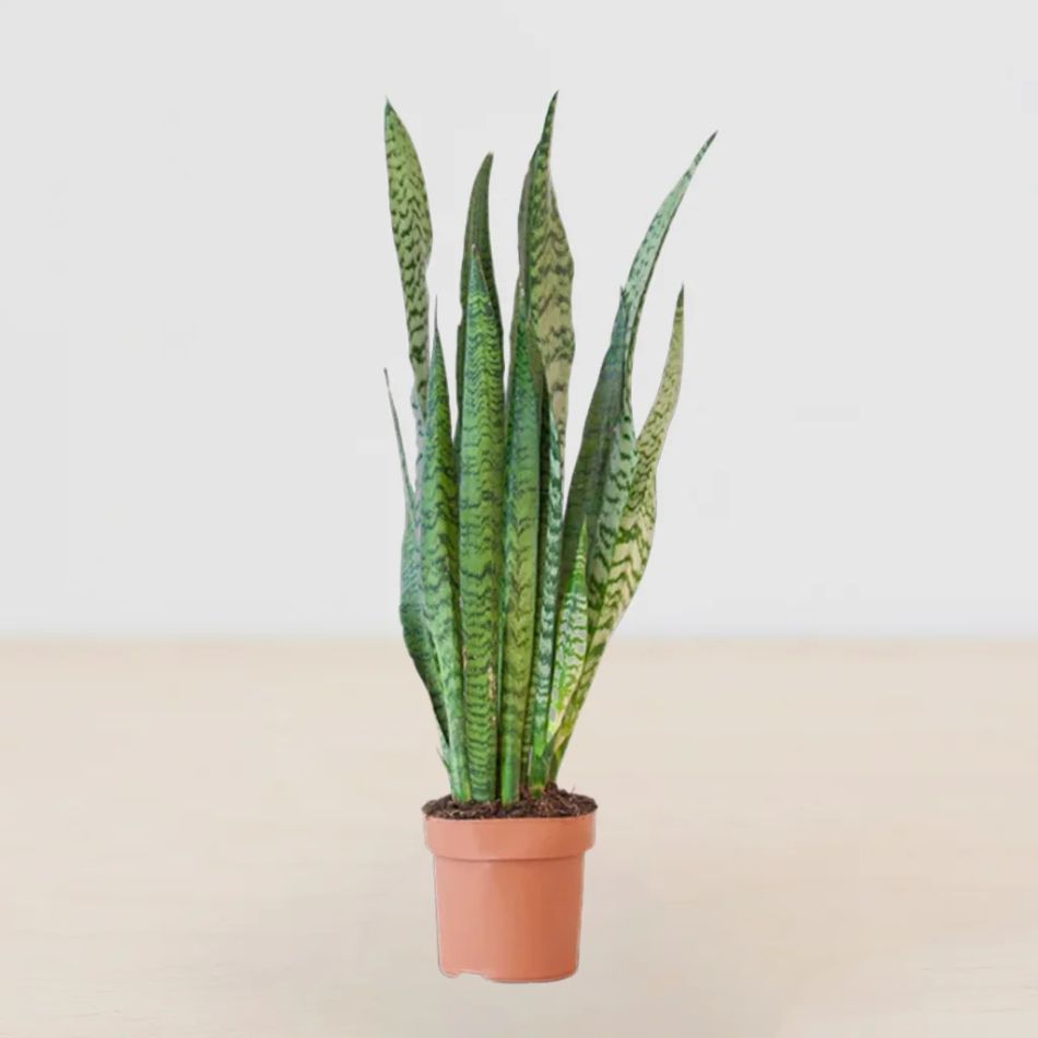 sansevieria zeylanica plant