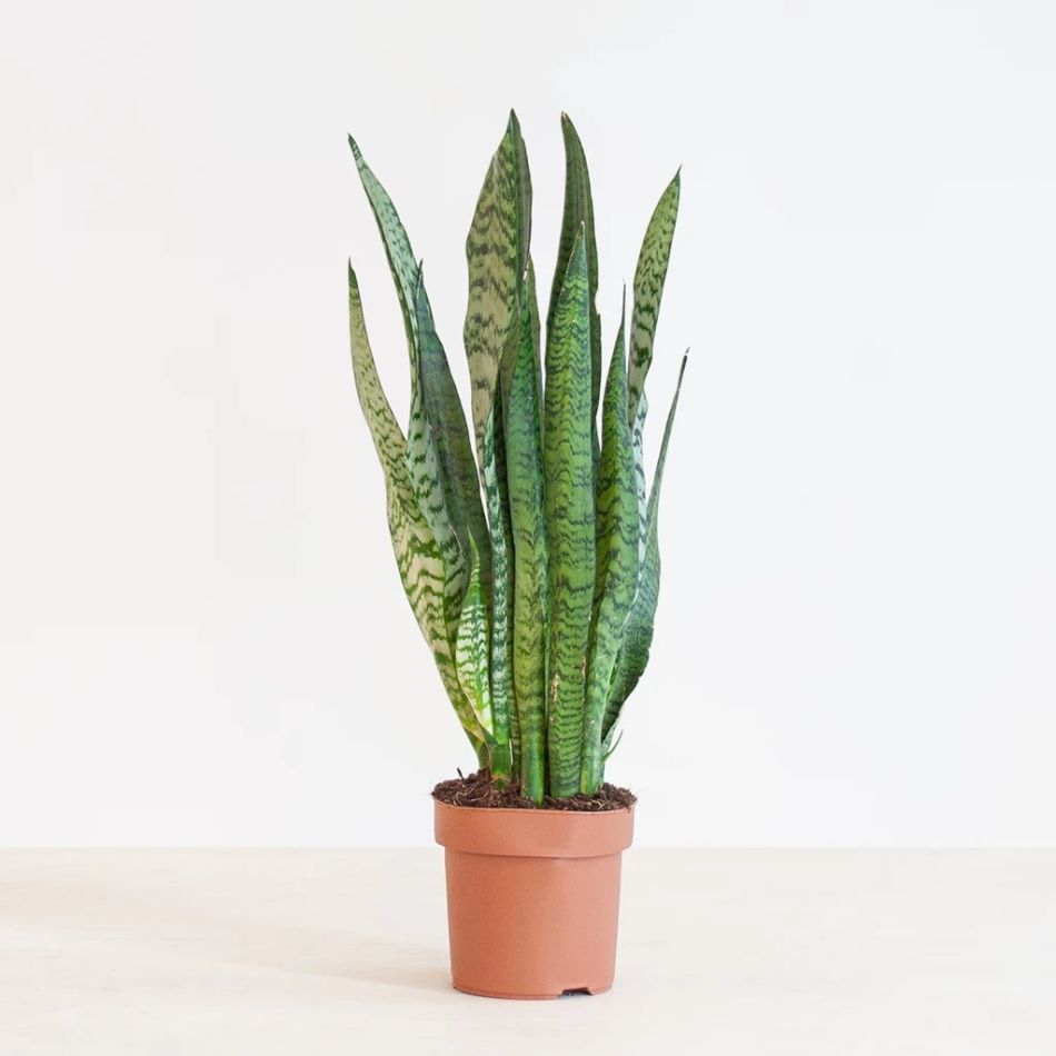 Sansevieria Seylanica vrouwentong