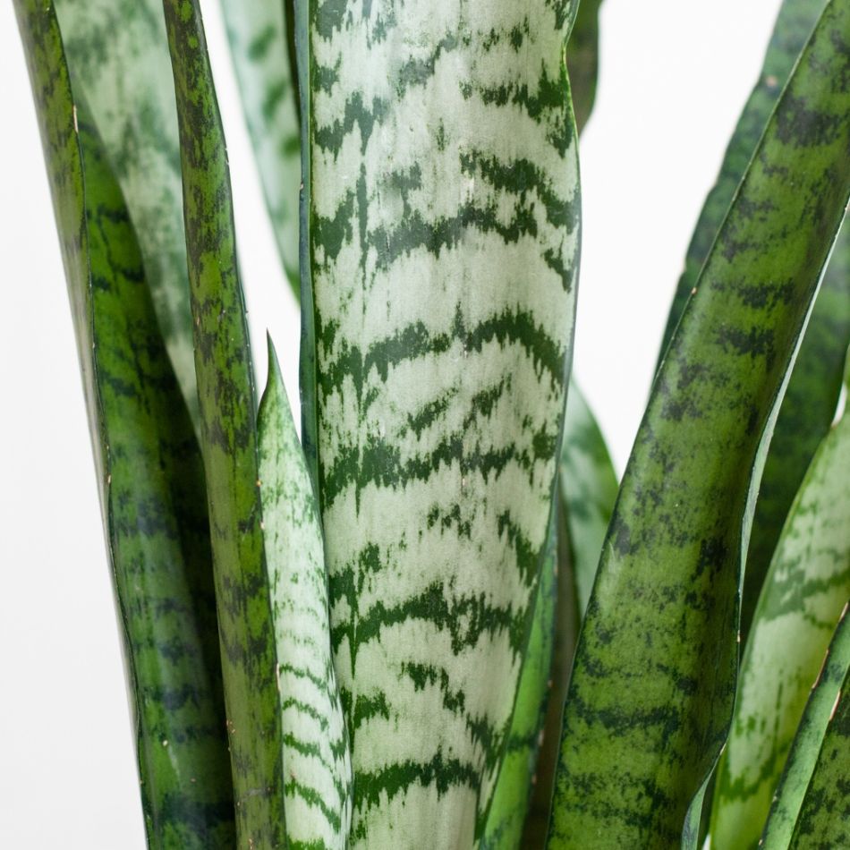 Sansevieria-Zeylanica-p17-4