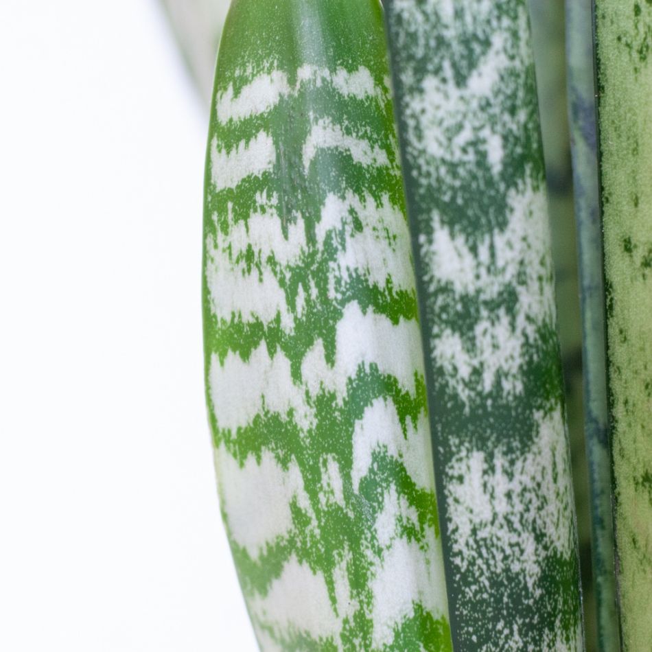 Sansevieria-Zeylanica-p17-9