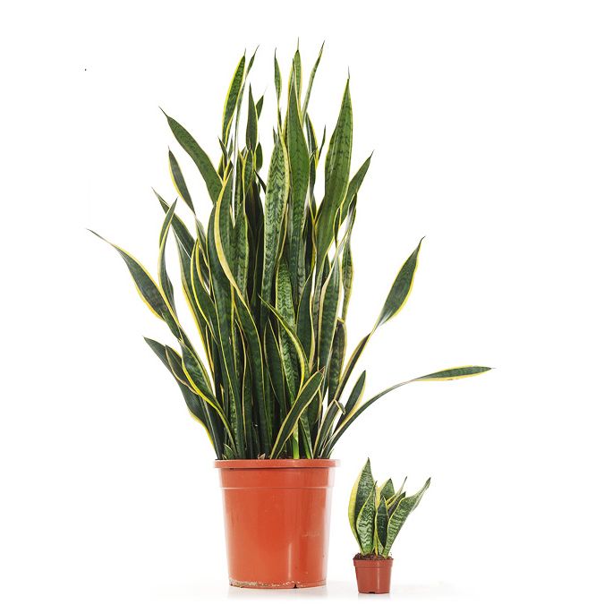 Sansevieria Laurentii