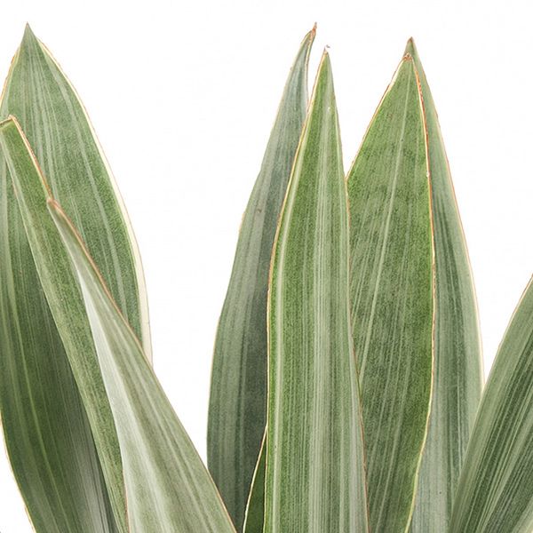 Sansevieria Metallica blad