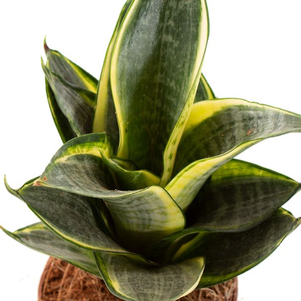 Sansevieria Golden Hahnii