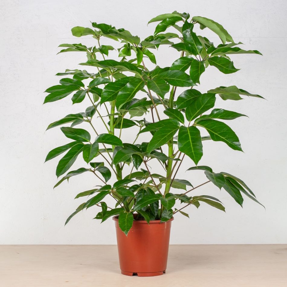 Schefflera Amate kamerplant