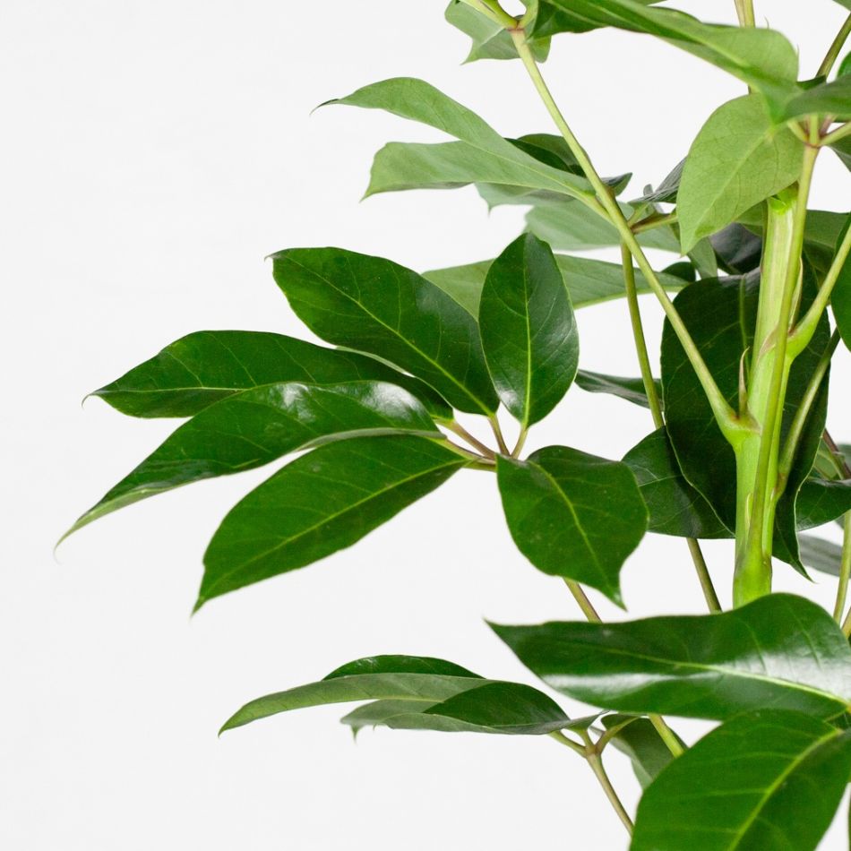 Schefflera amate blad