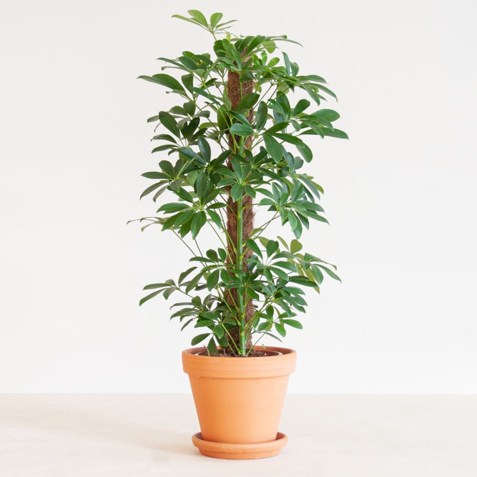 Schefflera Arboricola Nora (met mosstok) - p17