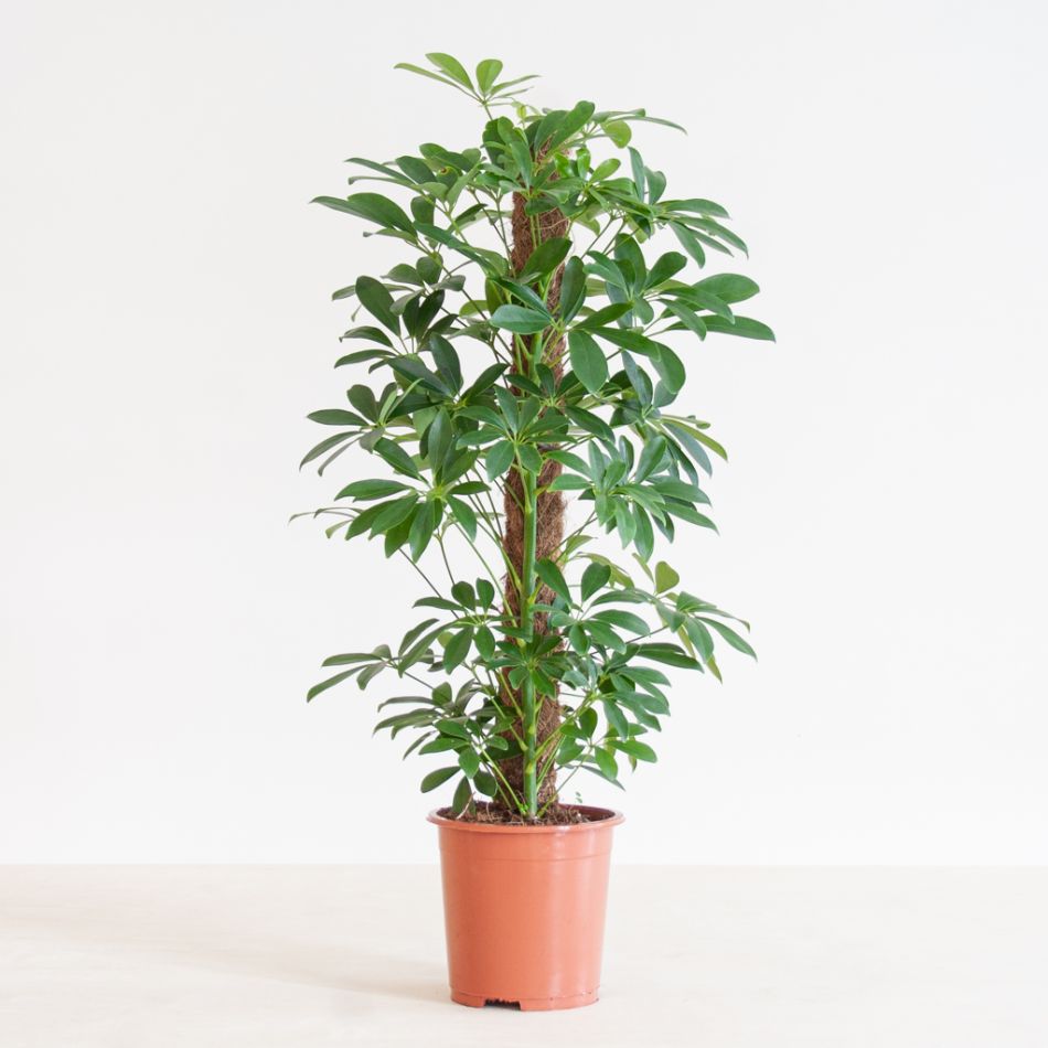 Schefflera Arboricola Nora (met mosstok) - p17