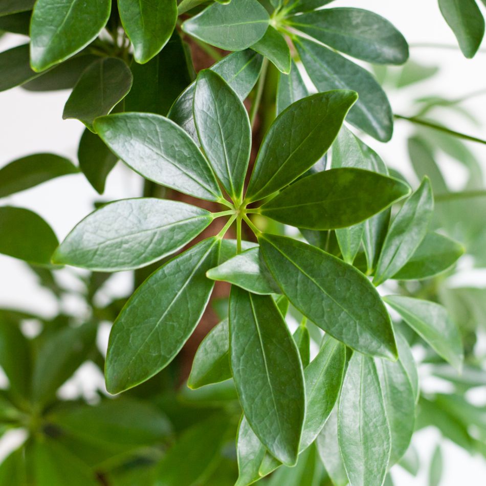 Schefflera Arboricola Nora (met mosstok) - p17