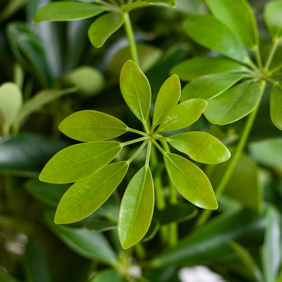 Schefflera Arboricola Nora - p19