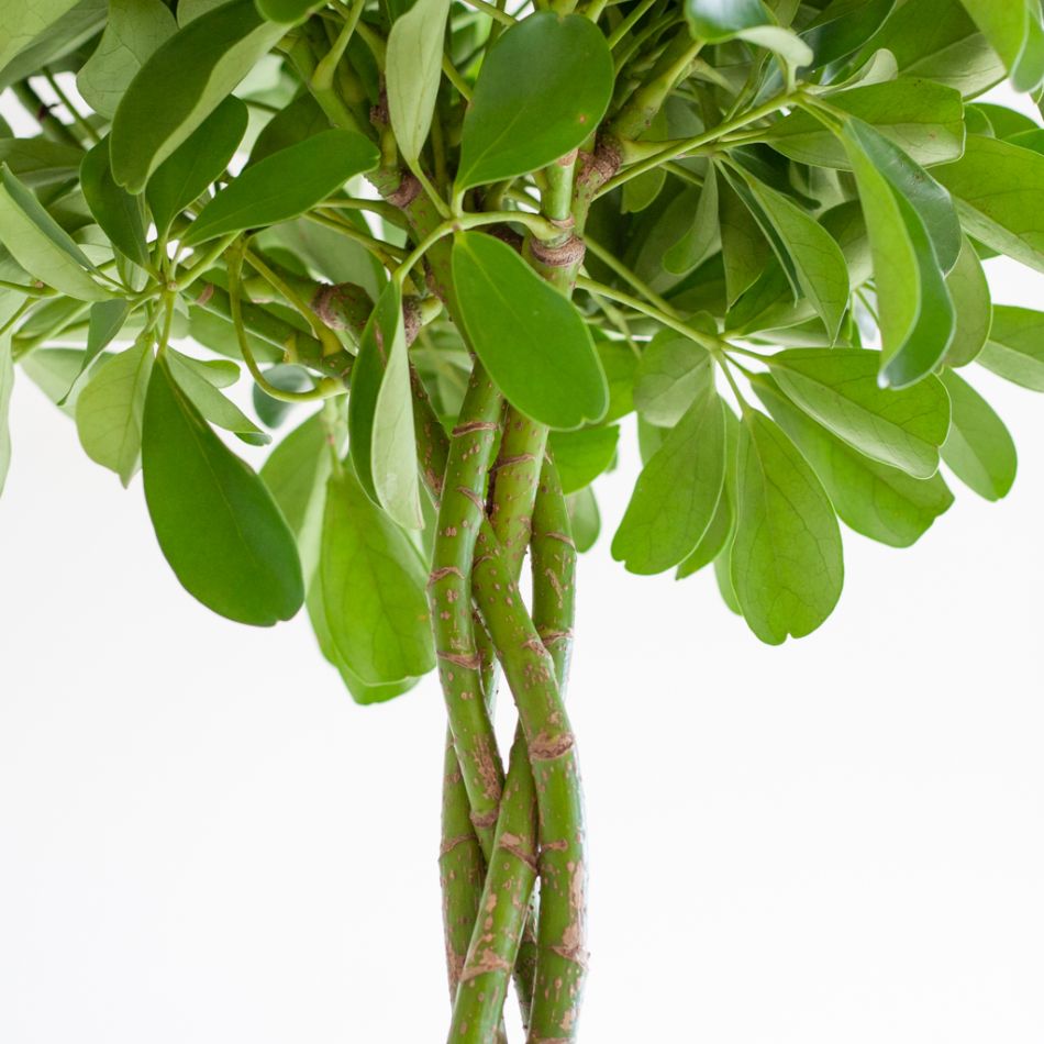 Schefflera Arboricola Nora - p19