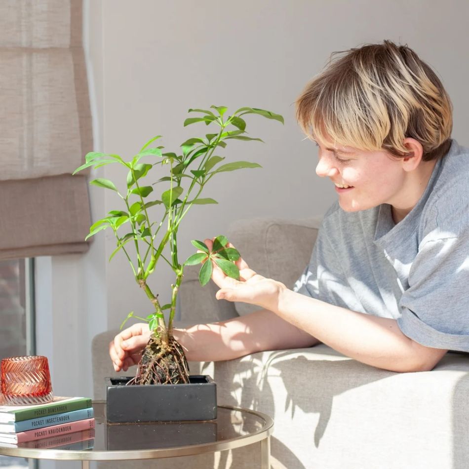 plant op lavasteen