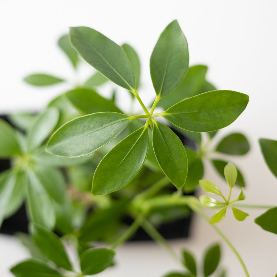 Schefflera op lavasteen