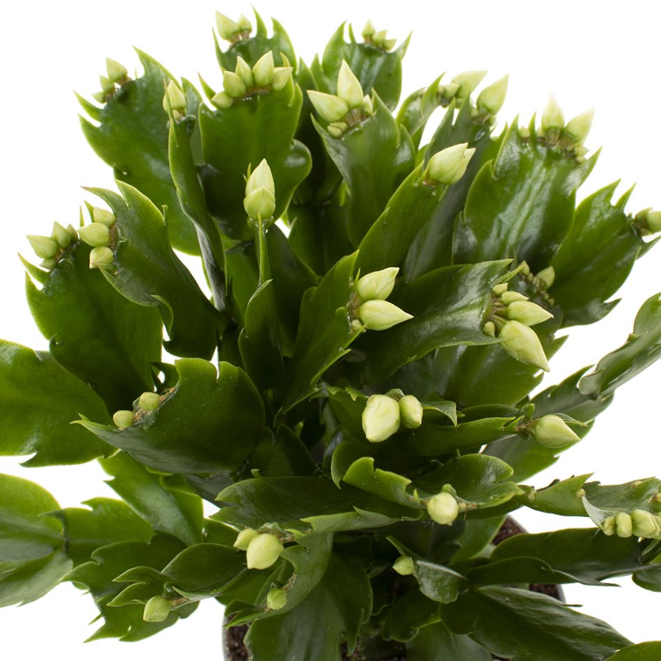 Schlumbergera wit
