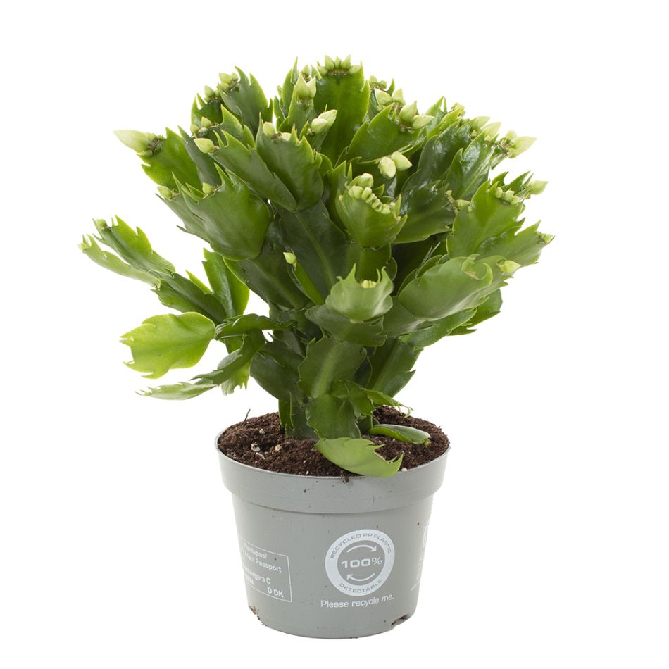 Lidcactus wit
