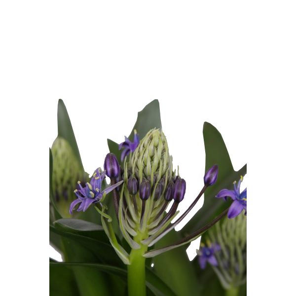 Scilla caribbean