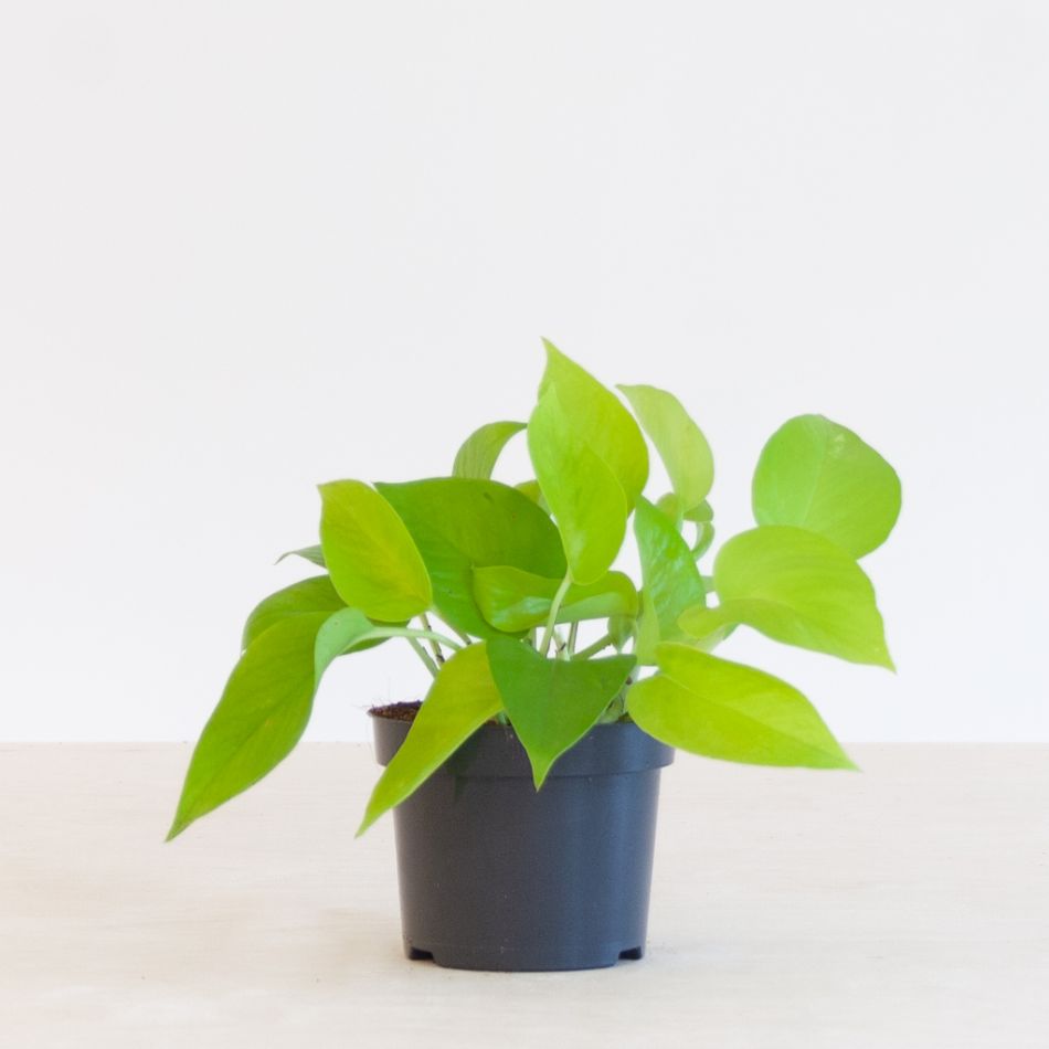 Scindapsus Neon - Epipremnum 'Golden Pothos' - P12