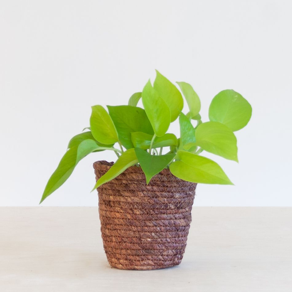 Scindapsus Neon - Epipremnum 'Golden Pothos' - P12