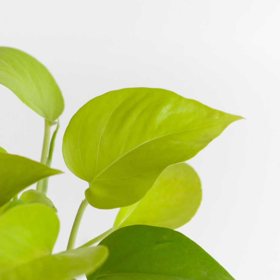 Scindapsus Neon - Epipremnum 'Golden Pothos' - P12