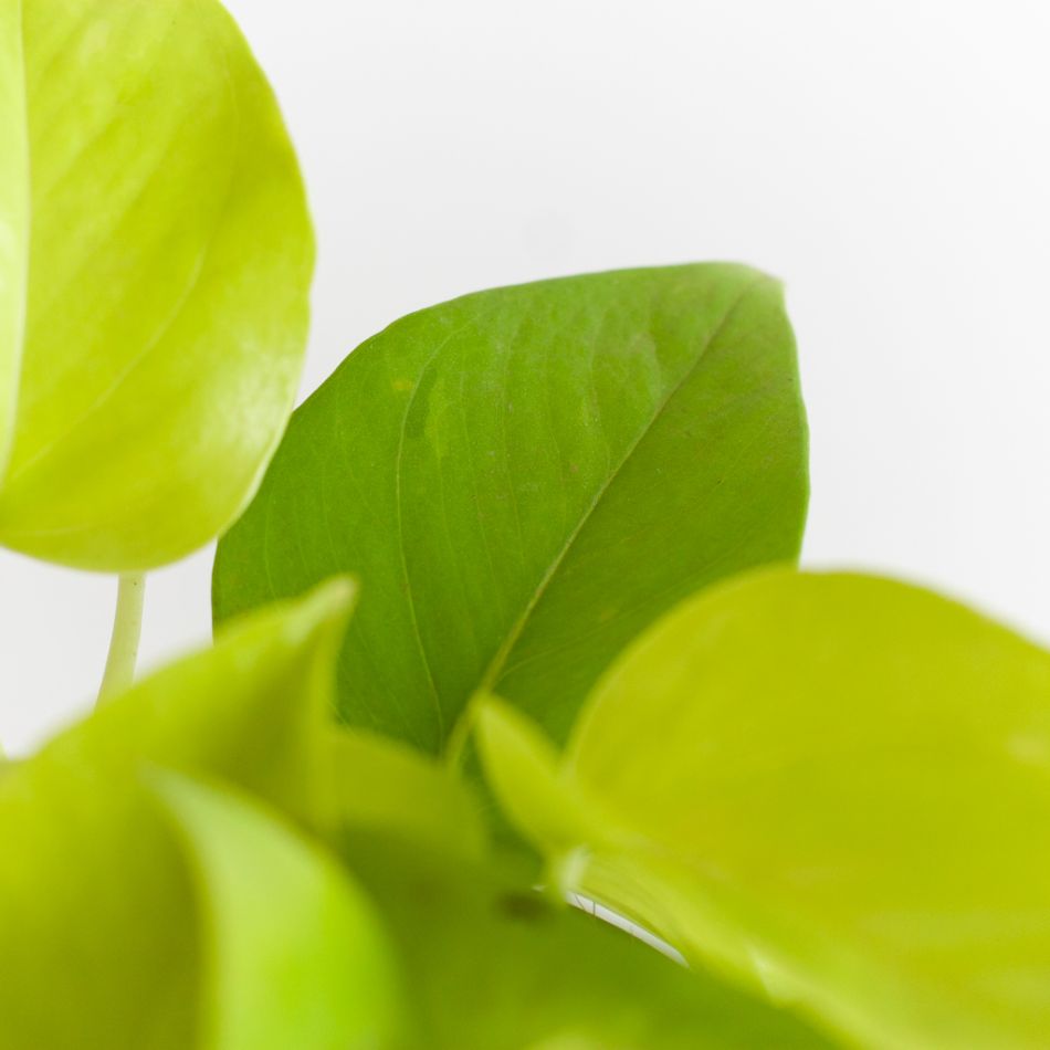 Scindapsus Neon - Epipremnum 'Golden Pothos' - P12