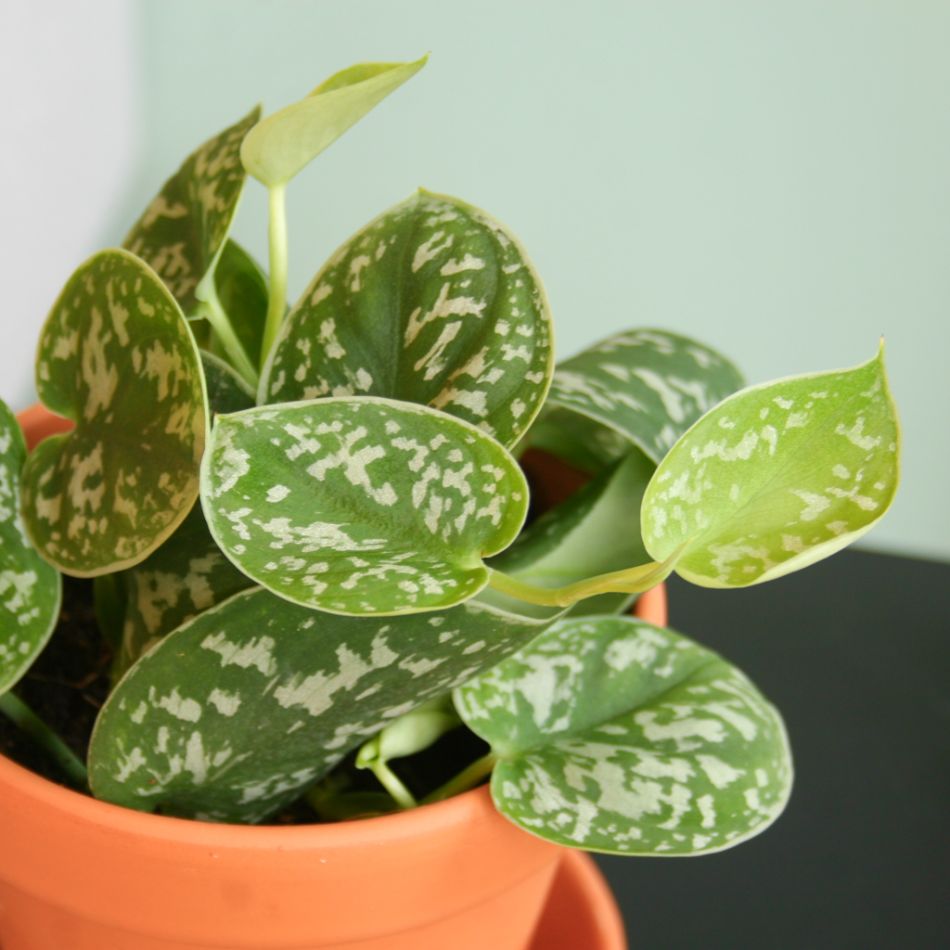 Scindapsus Pictus - Zilverrank - P12
