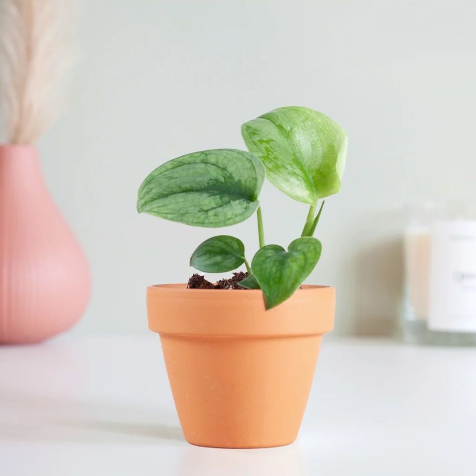 Scindapsus Silver Hero