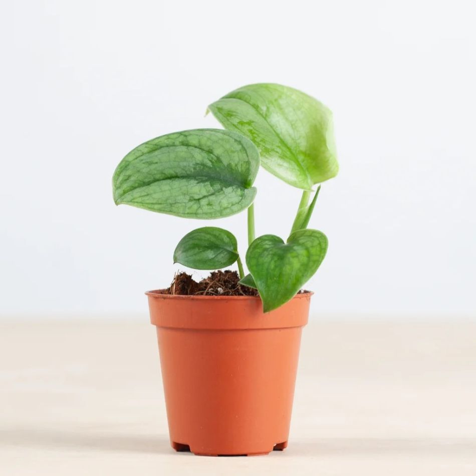 Scindapsus Silver Hero