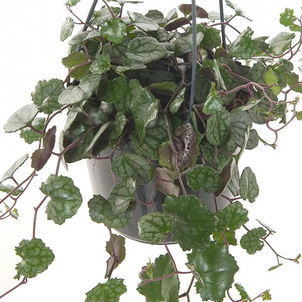 Senecio Mikanioides blad