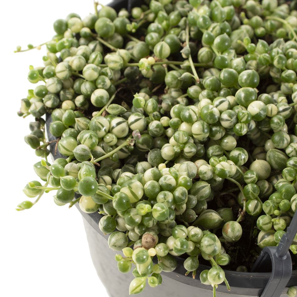 Senecio Rowleyanus Variegata
