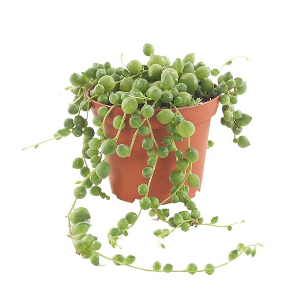 erwtenplantje
