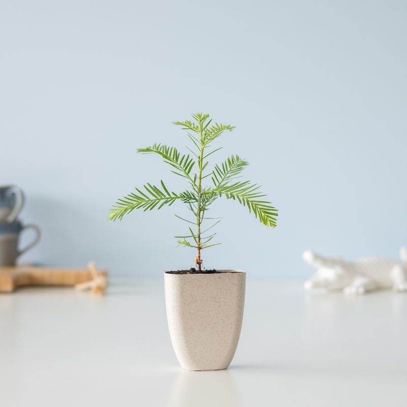 Sequoia Brievenbusboompje