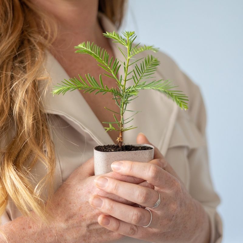 Sequoia Brievenbusboompje