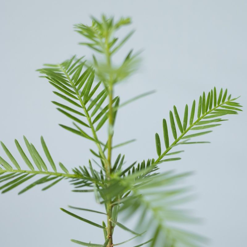 Sequoia Brievenbusboompje