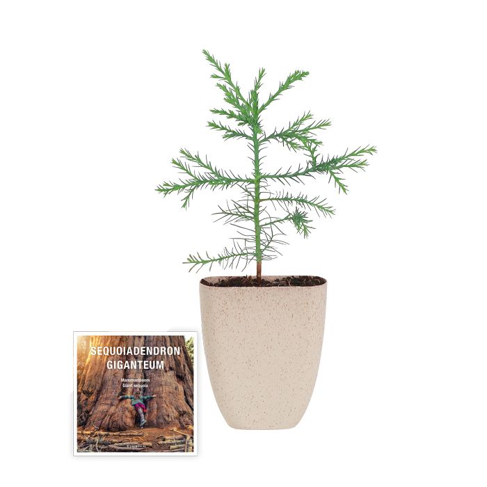 Sequoiadendron giganteum giant