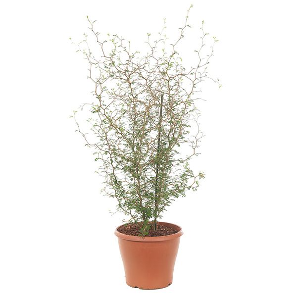 Sophora